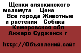 Щенки аляскинского маламута  › Цена ­ 15 000 - Все города Животные и растения » Собаки   . Кемеровская обл.,Анжеро-Судженск г.